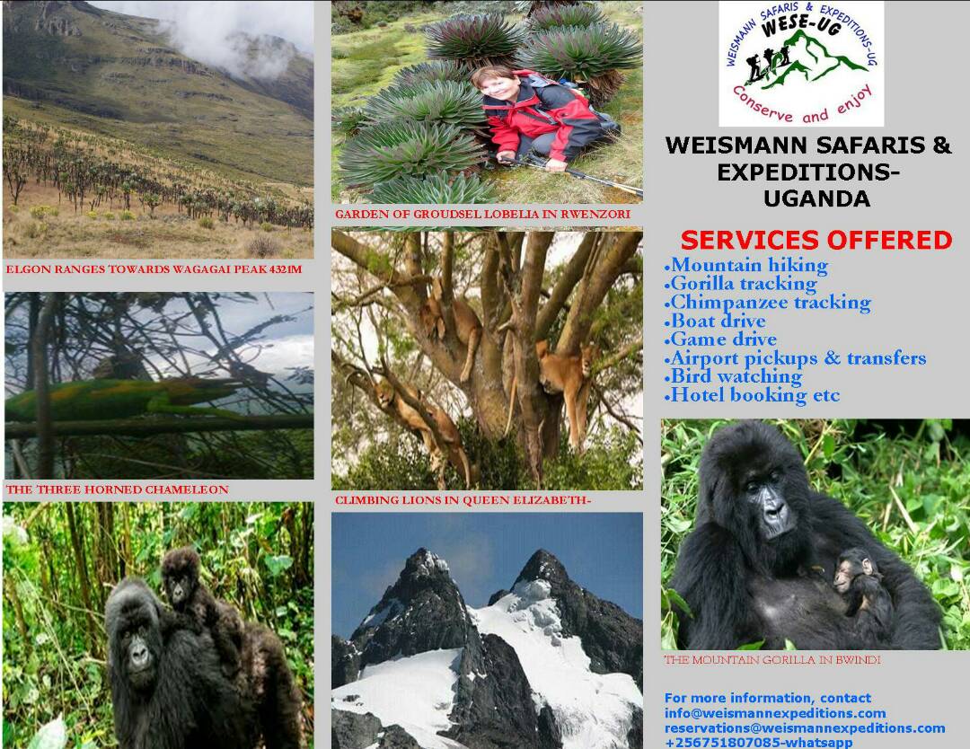 טרק ברוונזורי